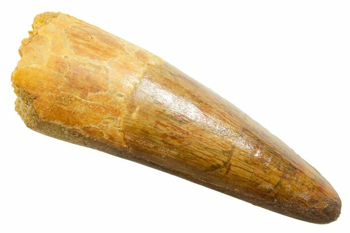 Fossil Spinosaurus Tooth - Real Dinosaur Tooth #364212